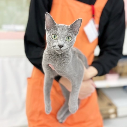 千葉県のロシアンブルー (かねだい四街道店/2024年11月8日生まれ/女の子/ブルー)の子猫