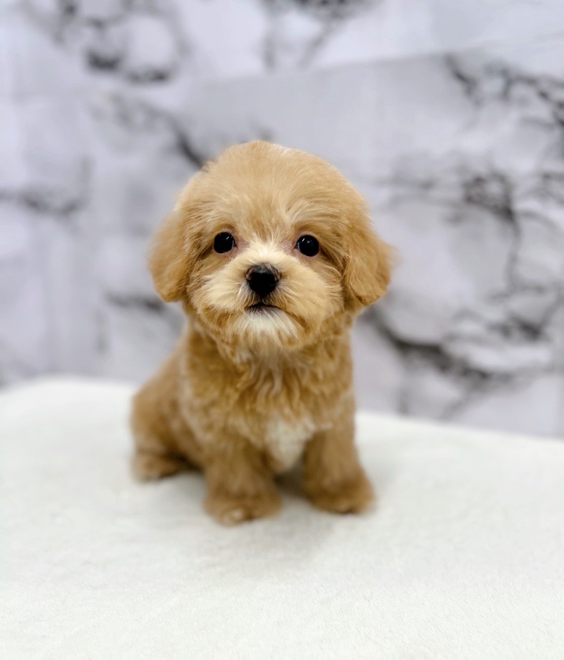 送料無料 通販  価格の安い◾️犬MIX【父：マルチーズ2.7kg×母：トイプードル2.6 ブースター・導入液