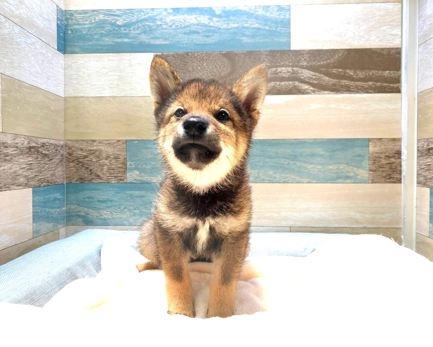茨城県の柴犬(標準サイズ) (かねだいペットトライアル利根川/2025年2月15日生まれ/男の子/赤)の子犬
