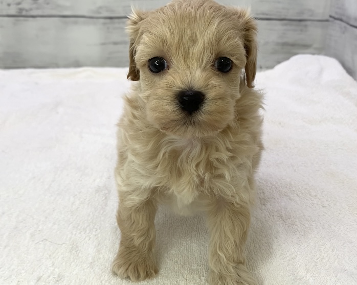 千葉県のハーフ犬・ミックス犬 (かねだい千葉店/2025年4月4日生まれ/男の子/クリーム)の子犬の2枚目の画像
