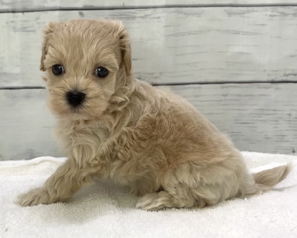 千葉県のハーフ犬・ミックス犬 (かねだい千葉店/2025年4月4日生まれ/男の子/クリーム)の子犬の3枚目の画像