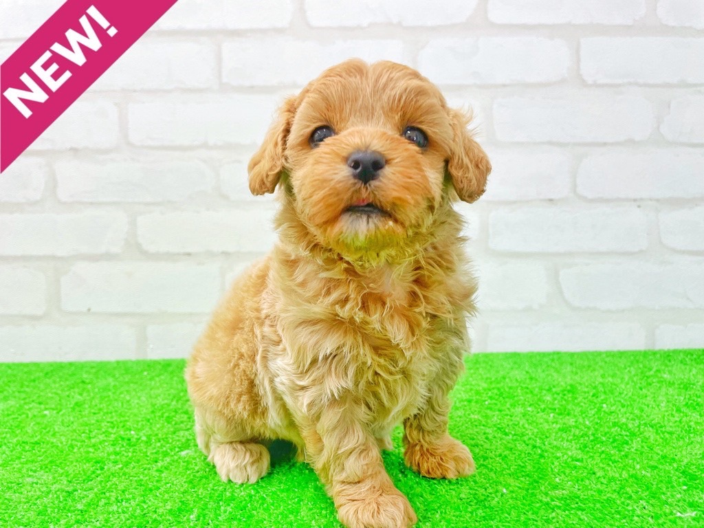 東京都のMIX犬 (父)マルチーズ、(母)トイプードル (かねだい立川店/2025年4月2日生まれ/女の子/クリーム)の子犬