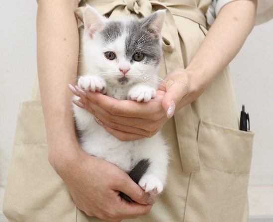 神奈川県のブリティッシュショートヘアー (かねだい伊勢原店/2025年3月30日生まれ/男の子/ブルーホワイト)の子猫