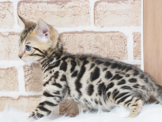 埼玉県のベンガル (かねだい戸田店/2025年4月3日生まれ/男の子/ブラウンスポットタビー)の子猫