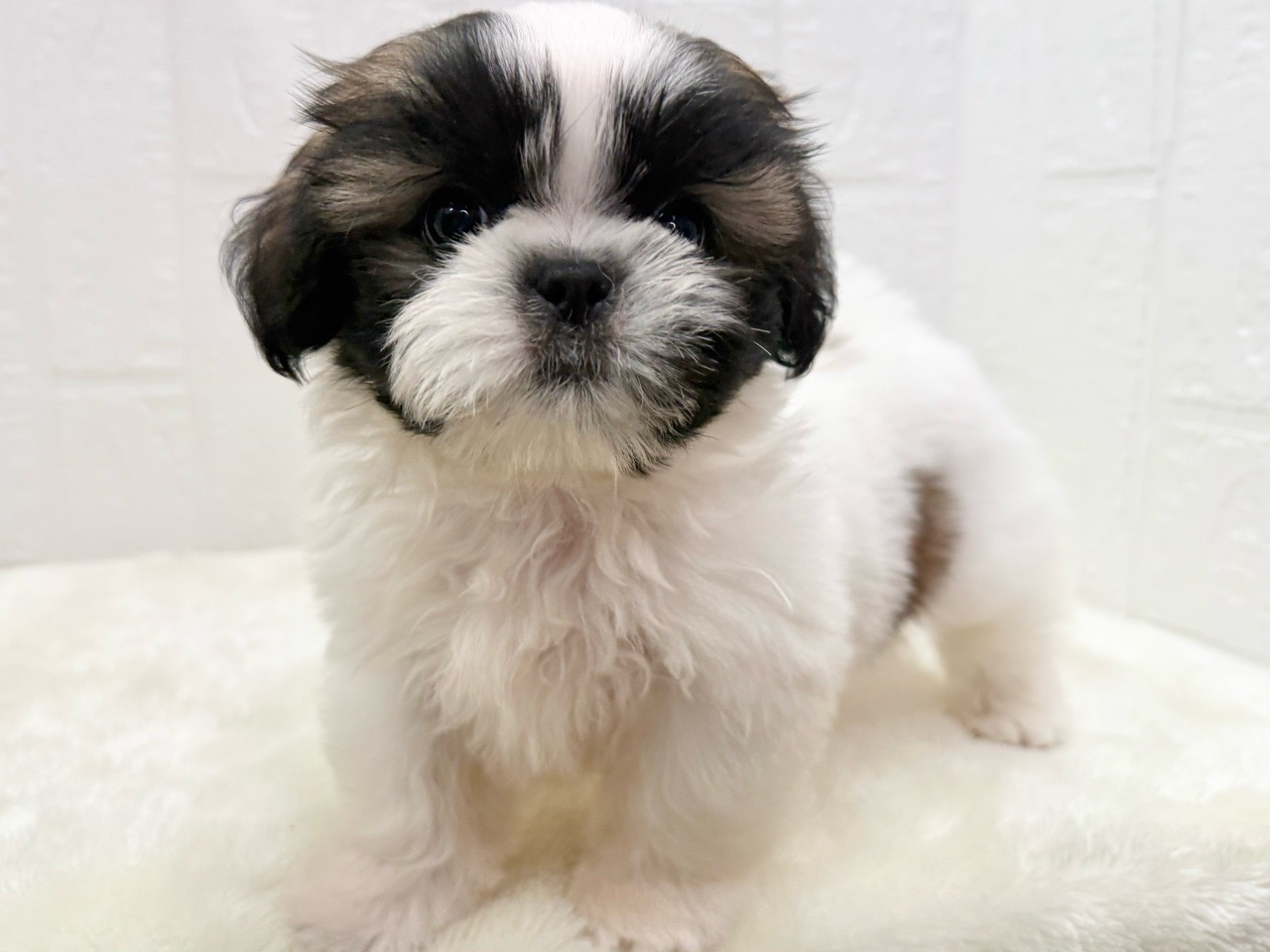 東京都のシーズー (かねだい青梅店/2025年3月18日生まれ/男の子/ホワイトゴールド)の子犬の2枚目の画像