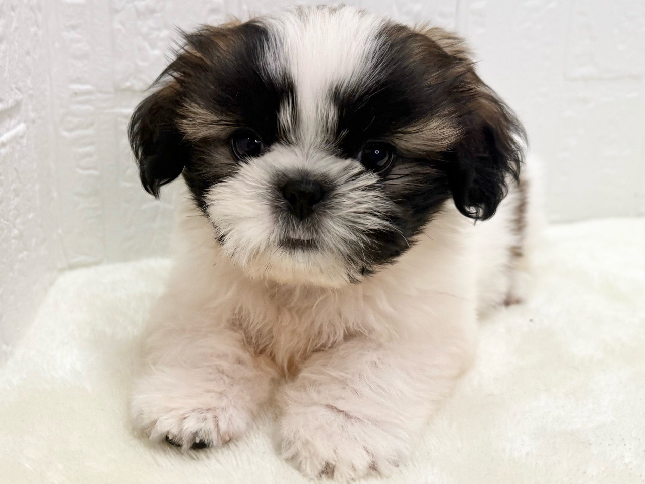 東京都のシーズー (かねだい青梅店/2025年3月18日生まれ/男の子/ホワイトゴールド)の子犬の3枚目の画像