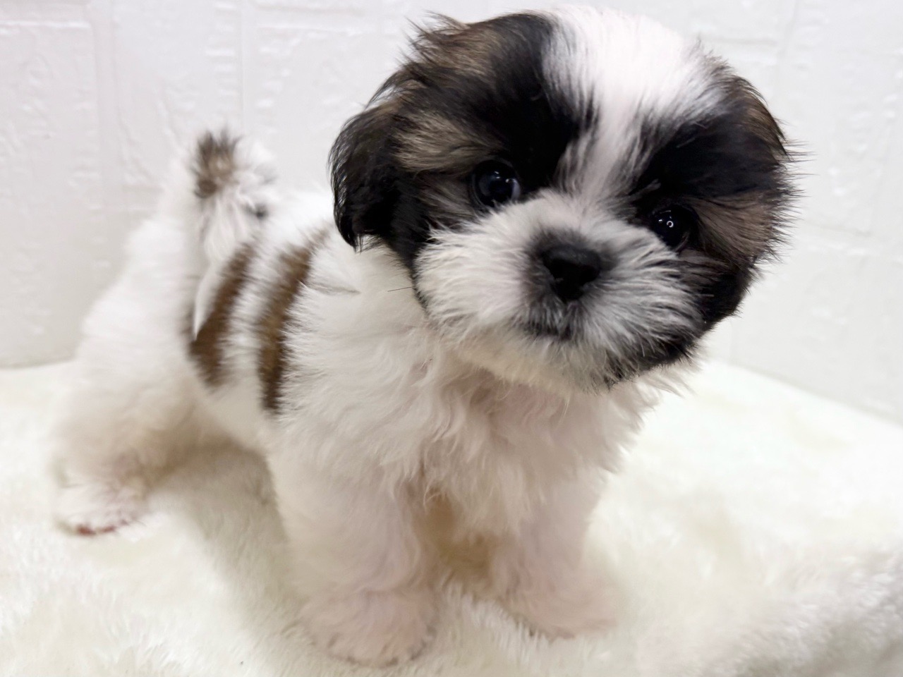 東京都のシーズー (かねだい青梅店/2025年3月18日生まれ/男の子/ホワイトゴールド)の子犬の4枚目の画像