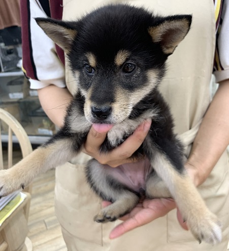 神奈川県の柴犬(標準サイズ) (かねだい伊勢原店/2025年4月6日生まれ/女の子/黒)の子犬