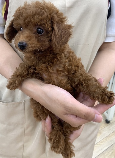 神奈川県のトイプードル(トイ) (かねだい伊勢原店/2025年4月4日生まれ/女の子/レッド)の子犬
