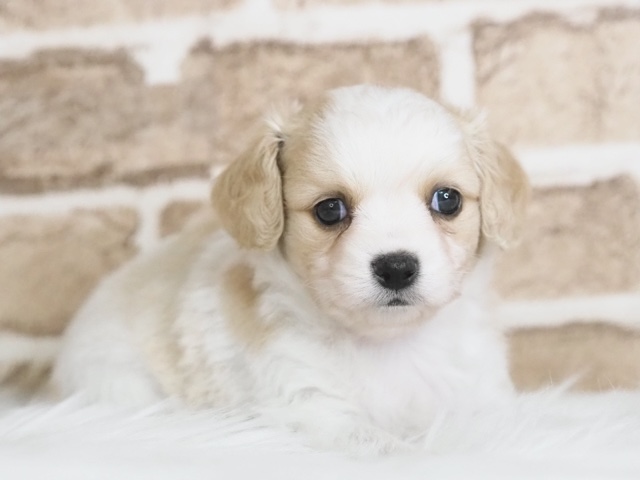 埼玉県のキャバパピ (かねだい戸田店/2025年4月8日生まれ/男の子/ブレンハイム)の子犬