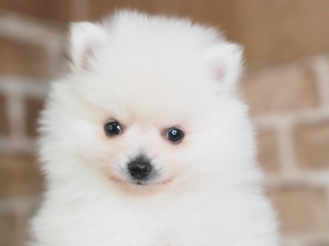 埼玉県のポメラニアン (かねだい戸田店/2025年4月8日生まれ/女の子/ホワイト)の子犬