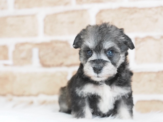 Bichon Shuna♂ (Toda store) Papa Bichon Shi Mama Schnauzer