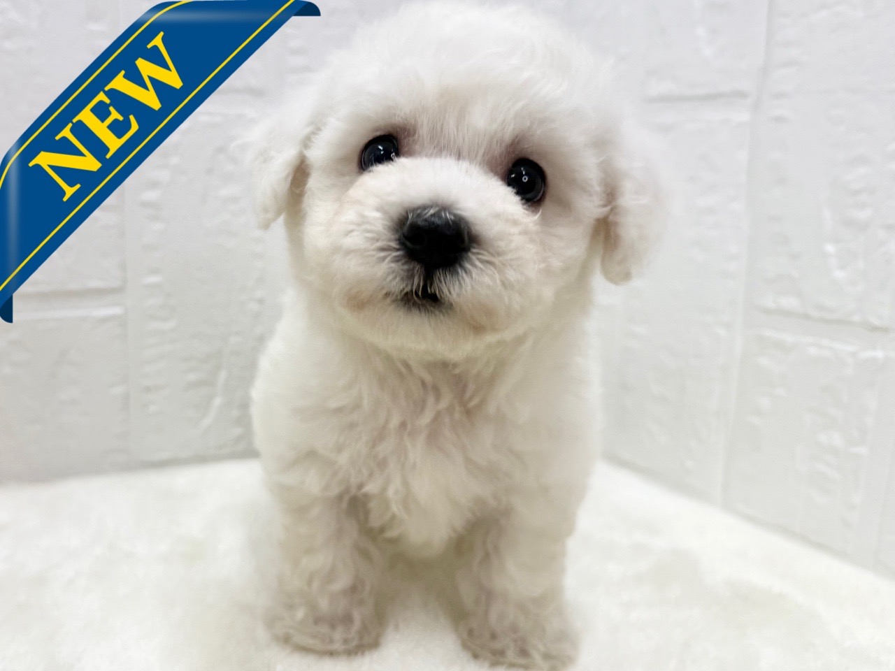 東京都のビションフリーゼ (かねだい青梅店/2025年4月6日生まれ/女の子/ホワイト)の子犬