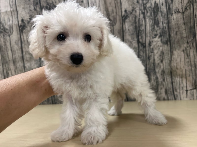 埼玉県のビションフリーゼ (かねだいアクアパーク店/2025年4月1日生まれ/女の子/ホワイト)の子犬