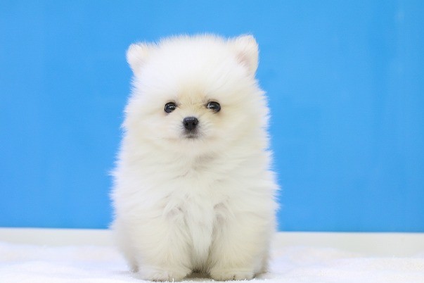 埼玉県のポメラニアン (かねだい草加店/2025年3月31日生まれ/男の子/クリーム)の子犬