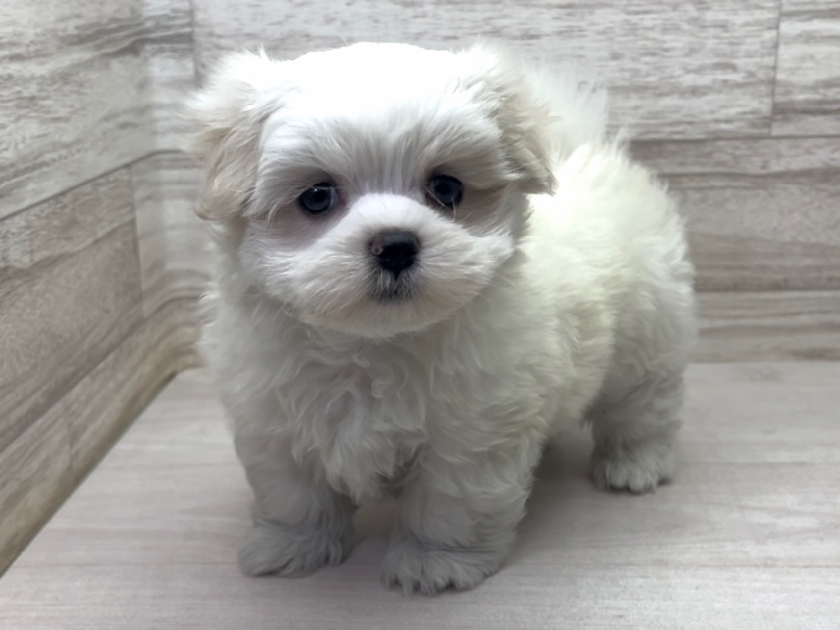 埼玉県のマルチーズ (かねだい桶川店/2025年4月4日生まれ/女の子/ホワイト)の子犬