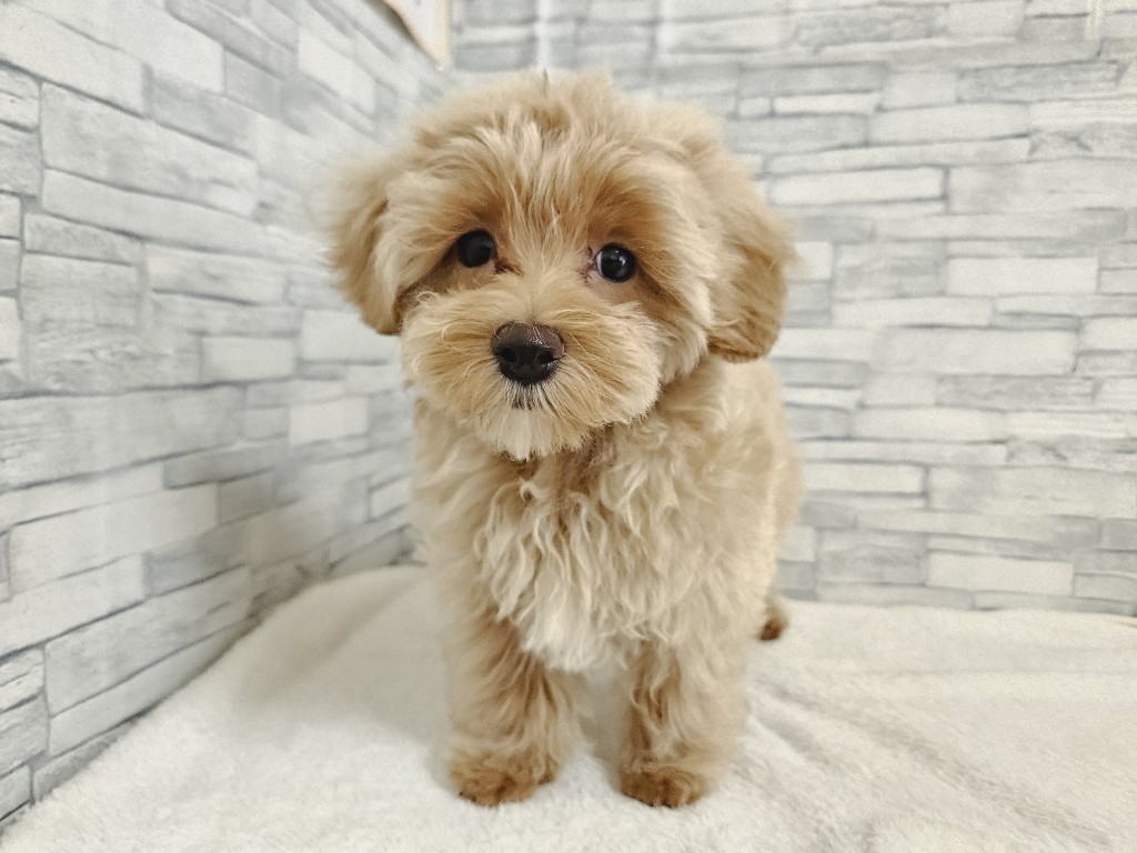 神奈川県のハーフ犬・ミックス犬 (かねだいペットトライアル相模原/2025年3月2日生まれ/男の子/アプリコットホワイト)の子犬