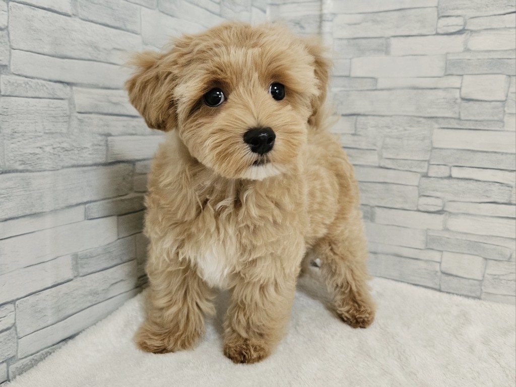 神奈川県のハーフ犬・ミックス犬 (かねだいペットトライアル相模原/2025年3月2日生まれ/男の子/アプリコットホワイト)の子犬