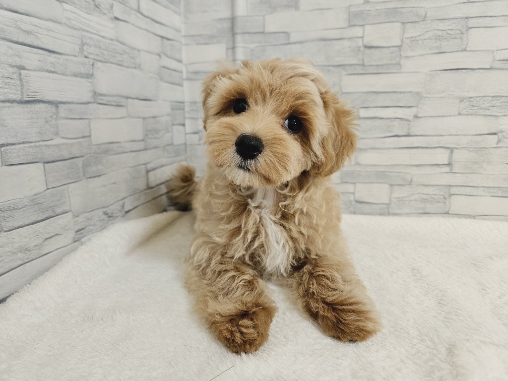 神奈川県のハーフ犬・ミックス犬 (かねだいペットトライアル相模原/2025年3月2日生まれ/男の子/アプリコットホワイト)の子犬