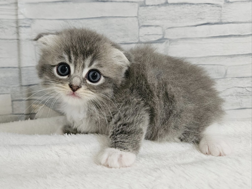 神奈川県のハーフ猫・ミックス猫 (かねだいペットトライアル相模原/2025年4月26日生まれ/女の子/ブルータビーホワイト)の子猫