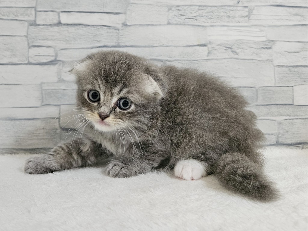 神奈川県のハーフ猫・ミックス猫 (かねだいペットトライアル相模原/2025年4月26日生まれ/男の子/ブルータビーホワイト)の子猫
