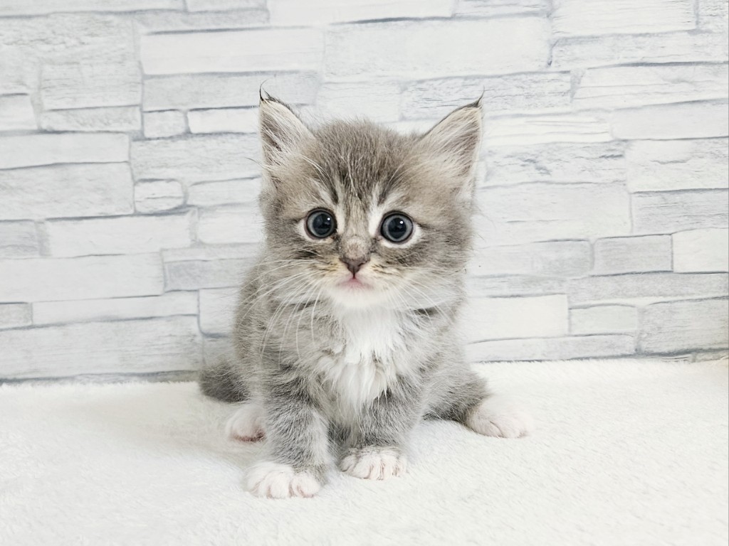 神奈川県のハーフ猫・ミックス猫 (かねだいペットトライアル相模原/2025年4月26日生まれ/男の子/ブルータビーホワイト)の子猫