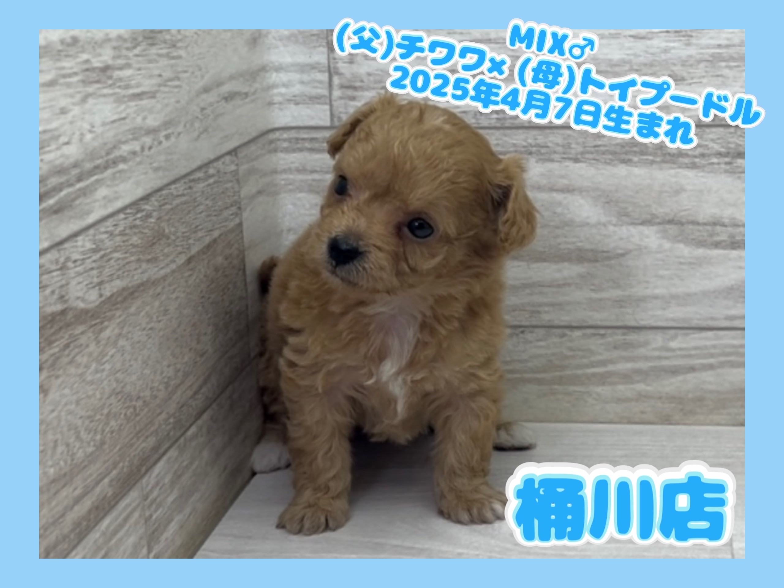 埼玉県のチワプー/プーチー(チワワ×プードル) (かねだい桶川店/2025年4月7日生まれ/男の子/その他色)の子犬