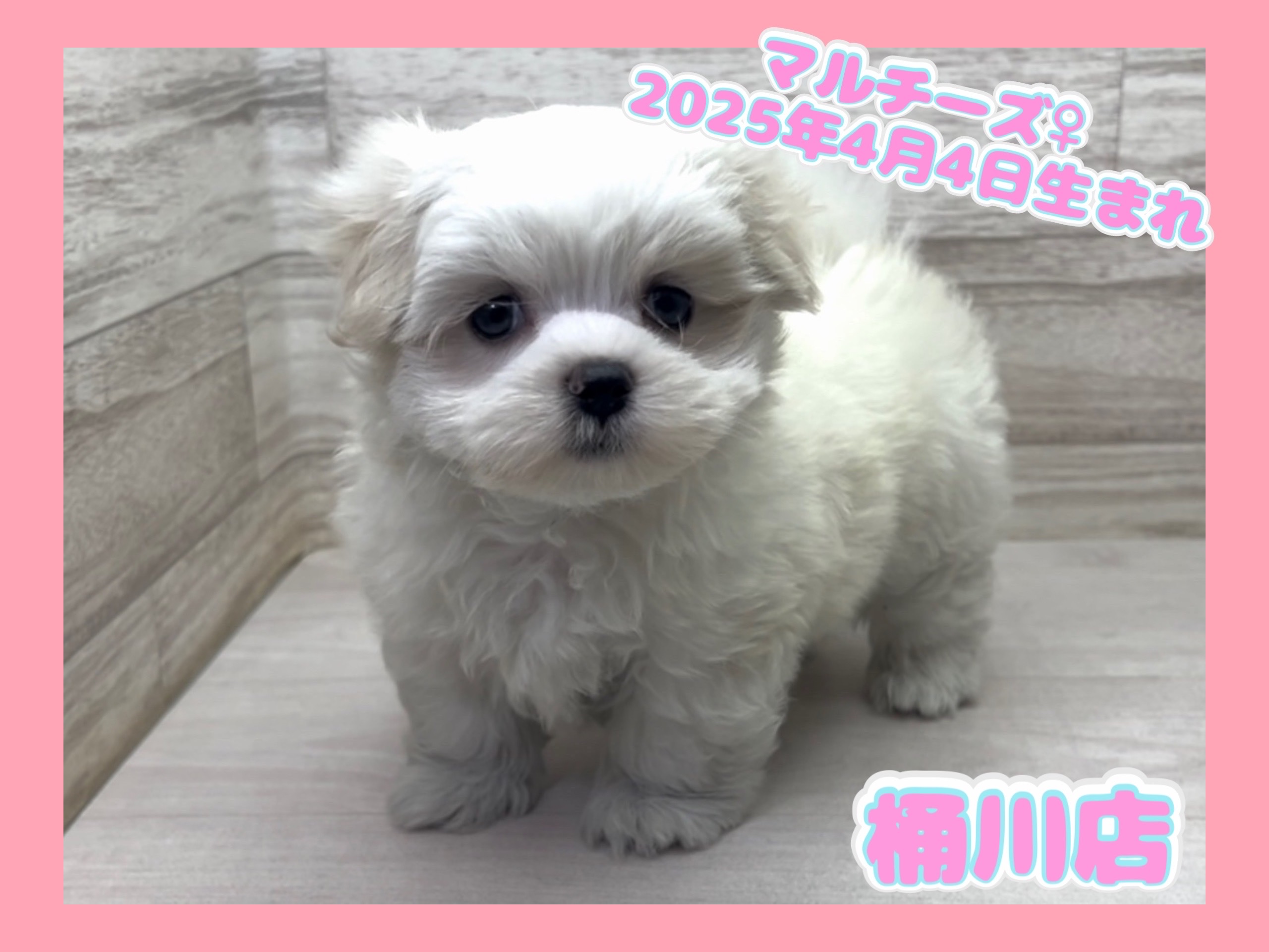 埼玉県のマルチーズ (かねだい桶川店/2025年4月4日生まれ/女の子/ホワイト)の子犬