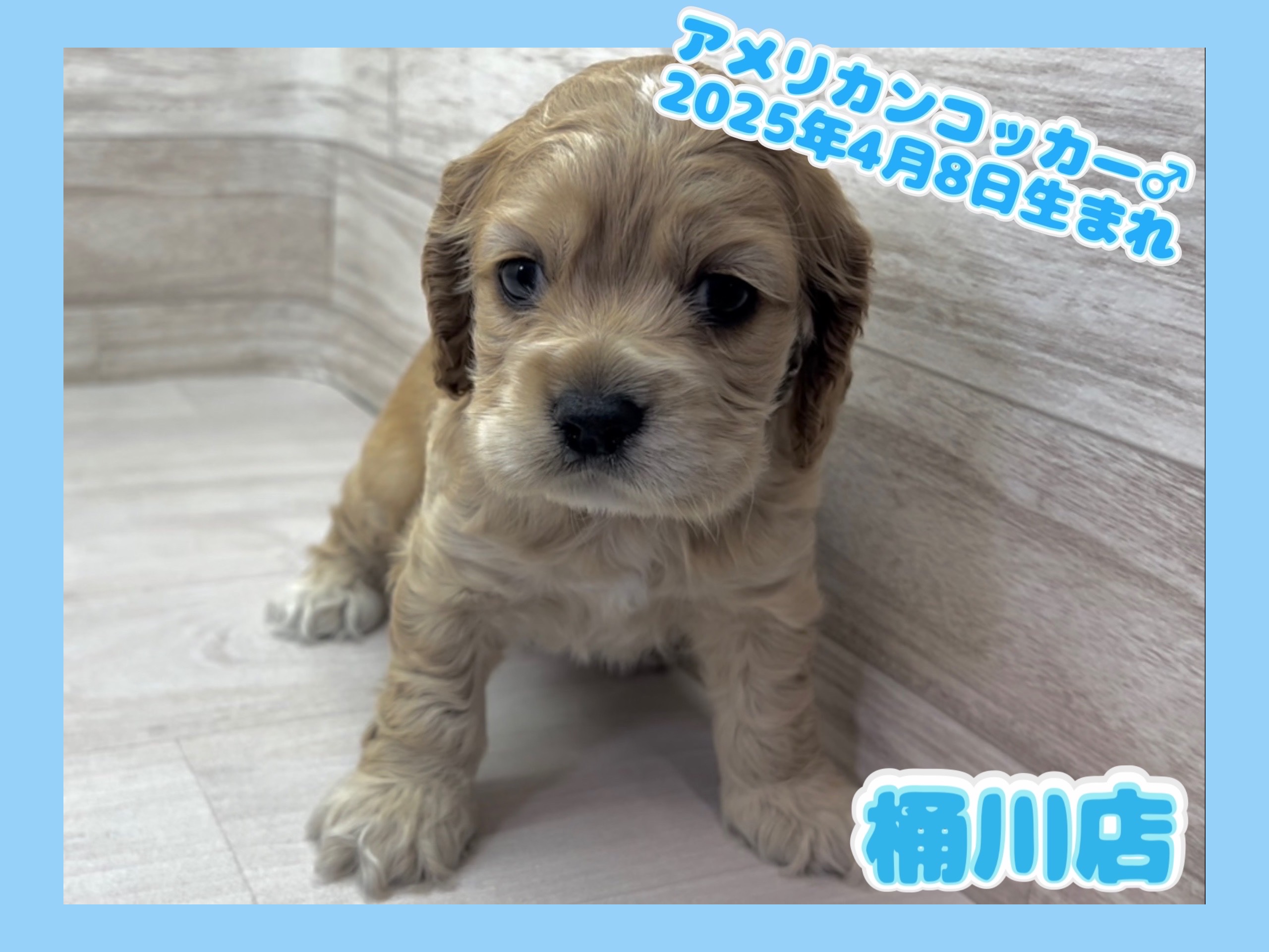 埼玉県のアメリカンコッカースパニエル (かねだい桶川店/2025年4月8日生まれ/男の子/バフ)の子犬