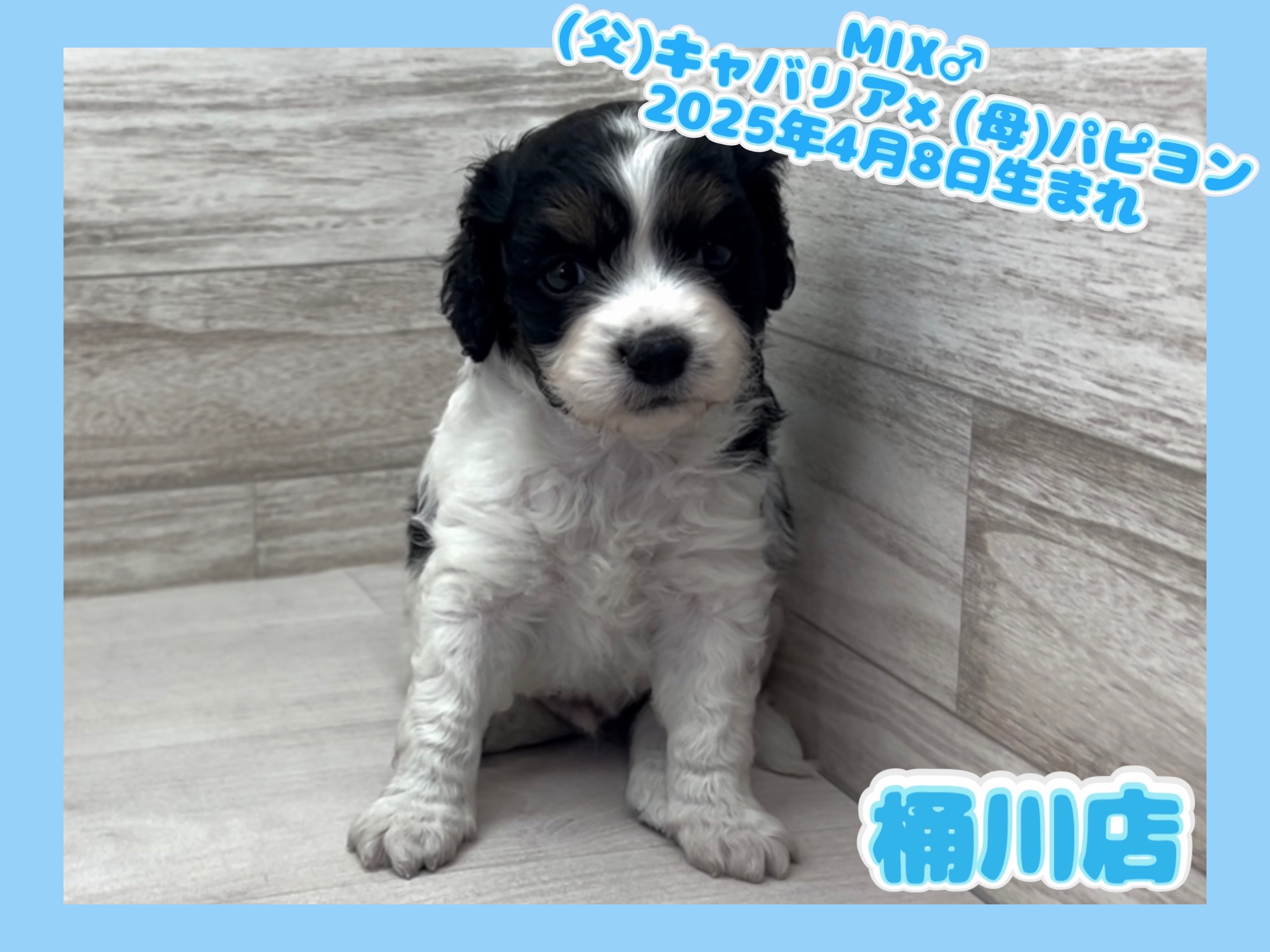 埼玉県のハーフ犬・ミックス犬 (かねだい桶川店/2025年4月8日生まれ/男の子/その他色)の子犬