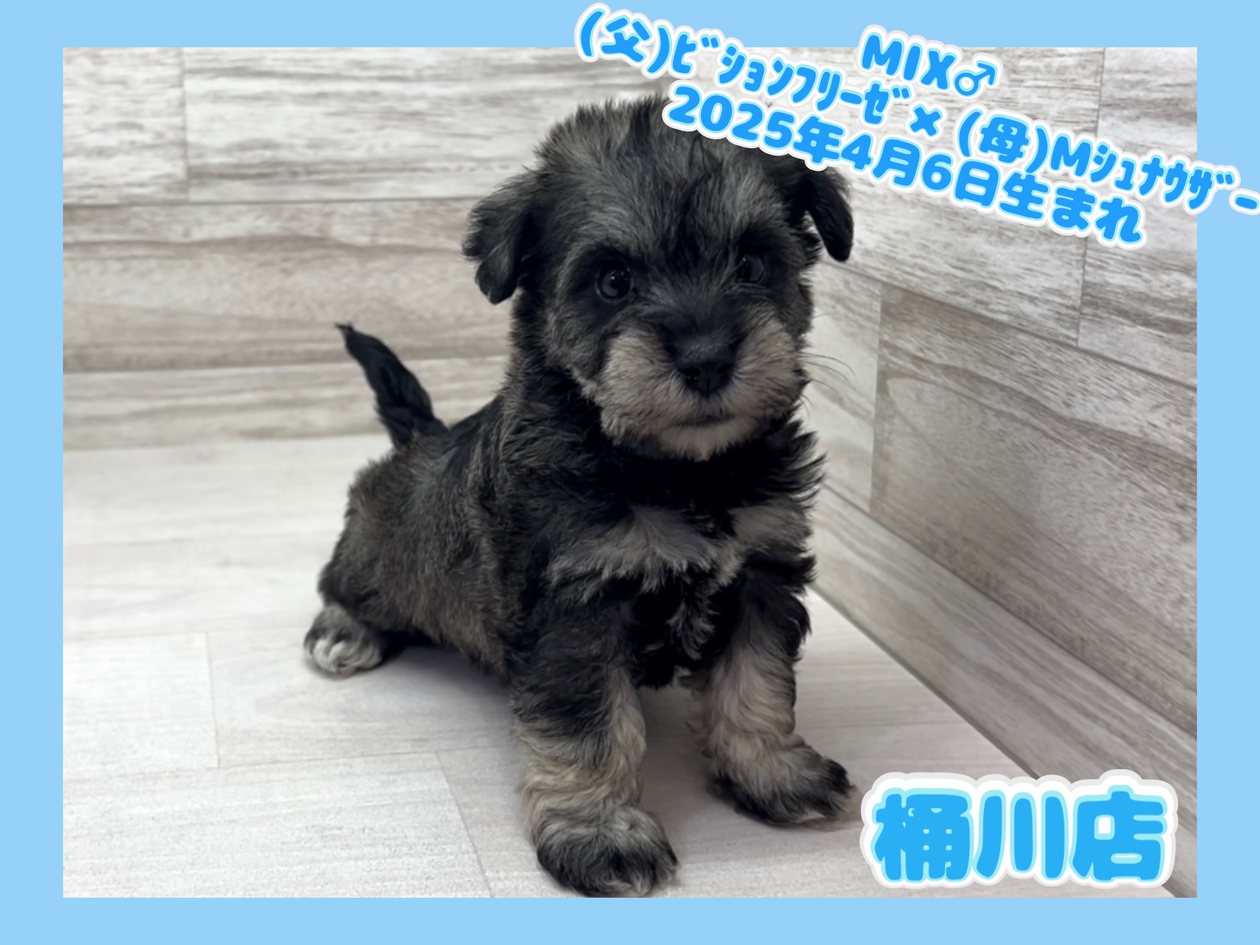 埼玉県のハーフ犬・ミックス犬 (かねだい桶川店/2025年4月6日生まれ/男の子/その他色)の子犬