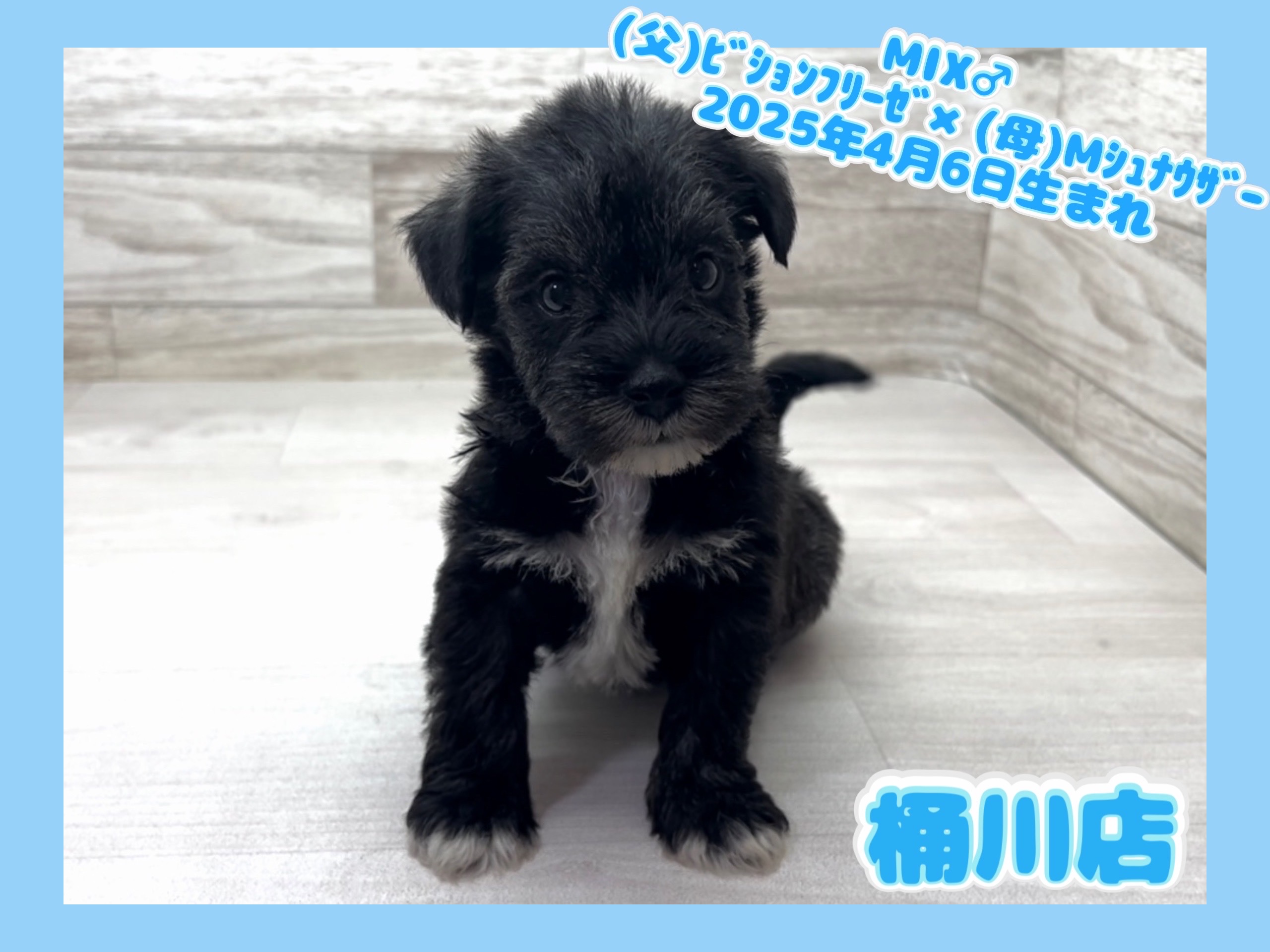埼玉県のハーフ犬・ミックス犬 (かねだい桶川店/2025年4月6日生まれ/男の子/その他色)の子犬