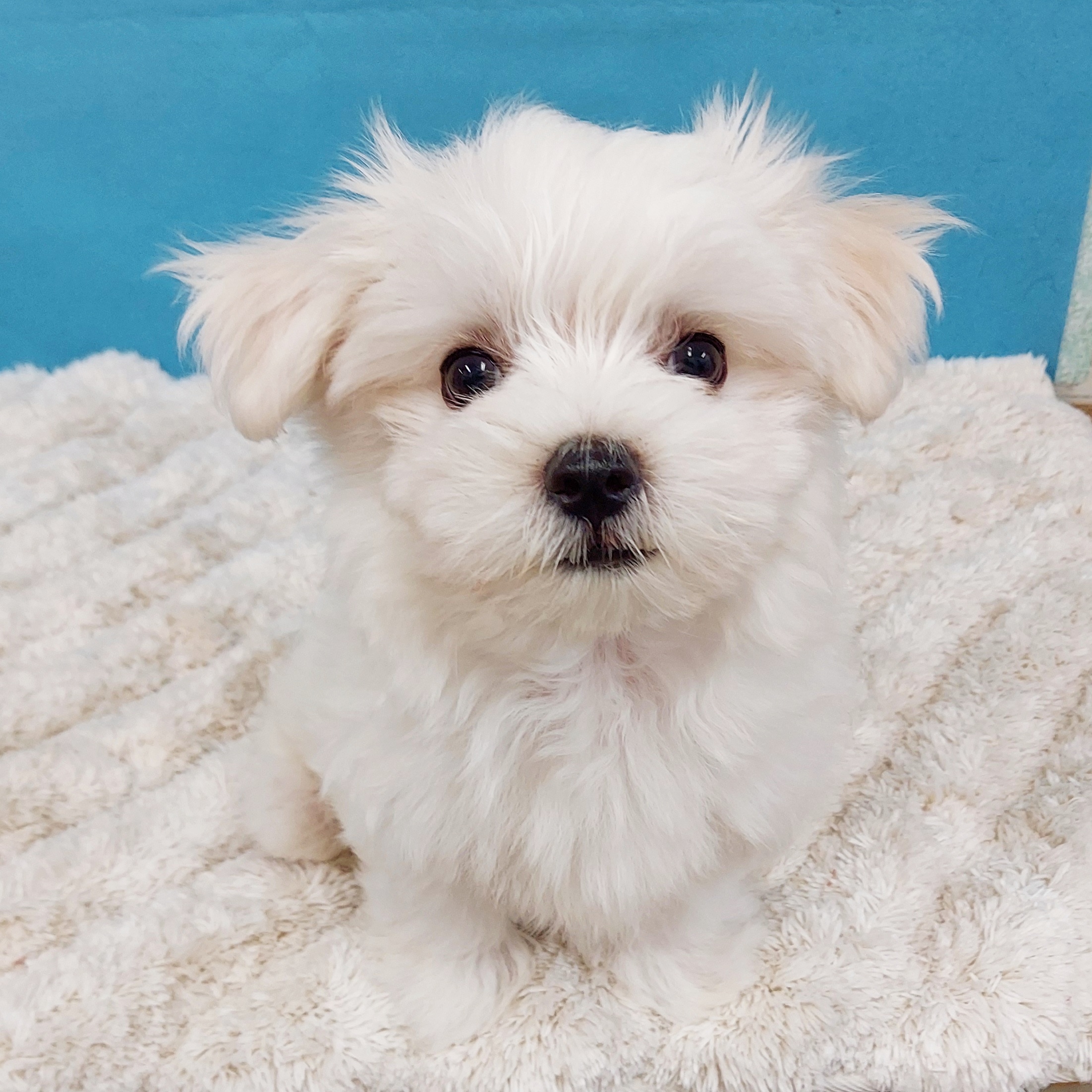 千葉県のマルチーズ (かねだい四街道店/2025年3月10日生まれ/男の子/ホワイト)の子犬