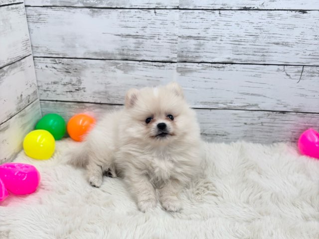 新潟県のポメラニアン (かねだいペットトライアル魚沼/2025年4月8日生まれ/女の子/クリーム)の子犬