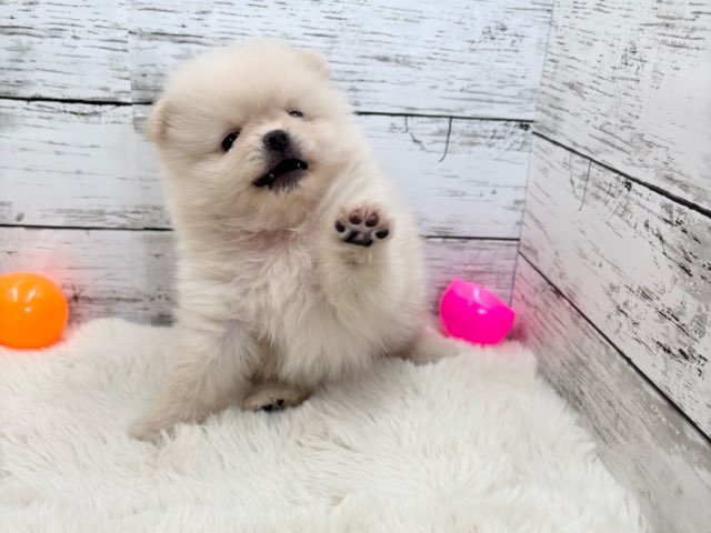 新潟県のポメラニアン (かねだいペットトライアル魚沼/2025年4月7日生まれ/男の子/クリーム)の子犬