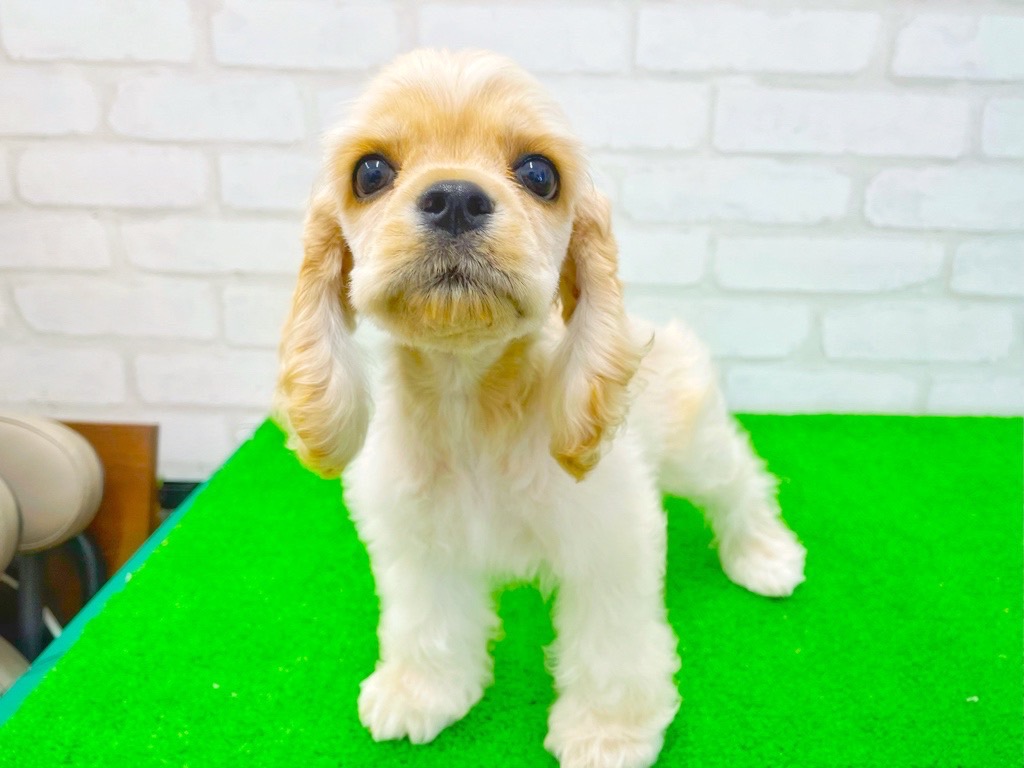 東京都のアメリカンコッカースパニエル (かねだい立川店/2025年3月15日生まれ/男の子/バフ)の子犬