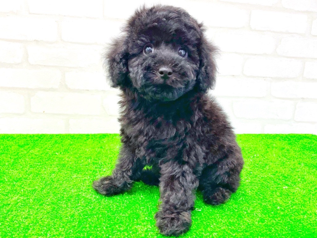 東京都のMIX犬 (父)チワワ、(母)トイプードル (かねだい立川店/2025年3月28日生まれ/女の子/ブラック)の子犬