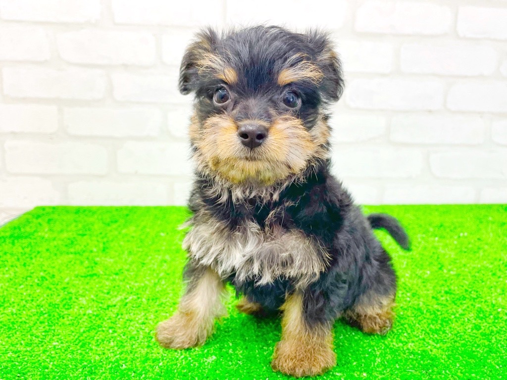 東京都のMIX犬 (父)マルチーズ、(母)ミニピン (かねだい立川店/2025年3月28日生まれ/男の子/ブラックタン)の子犬