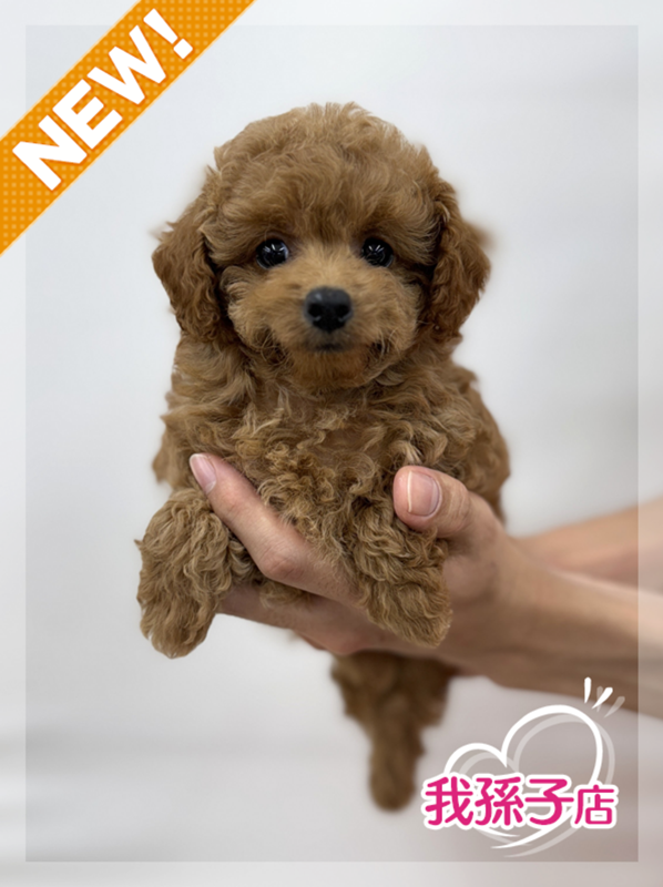 千葉県のトイプードル(トイ) (かねだい我孫子店/2025年4月7日生まれ/女の子/レッド)の子犬