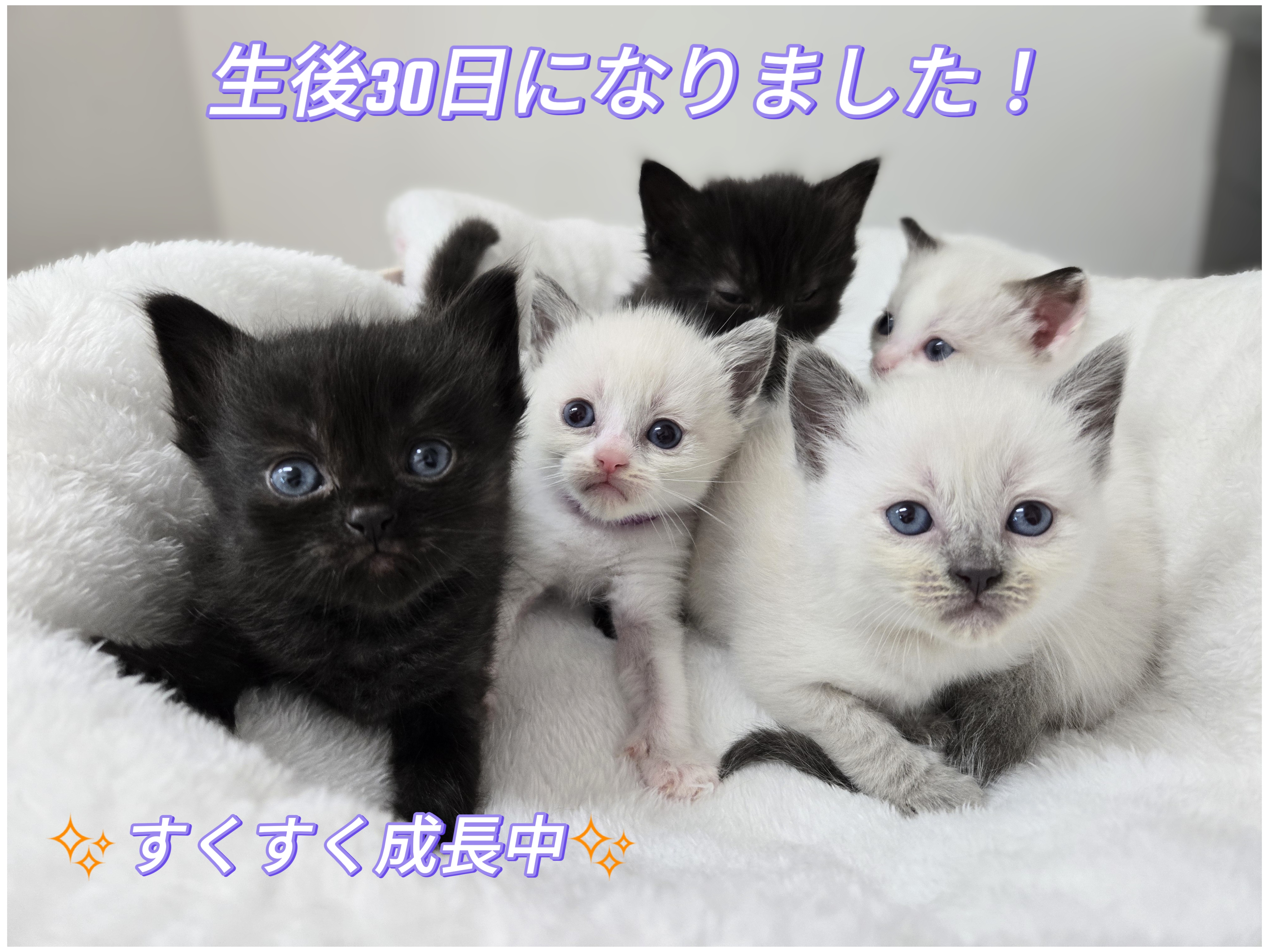 【ご予約品】 価格の安い☆MIX猫（父:ラグドール×母:マンチカン）生後30日に トップス