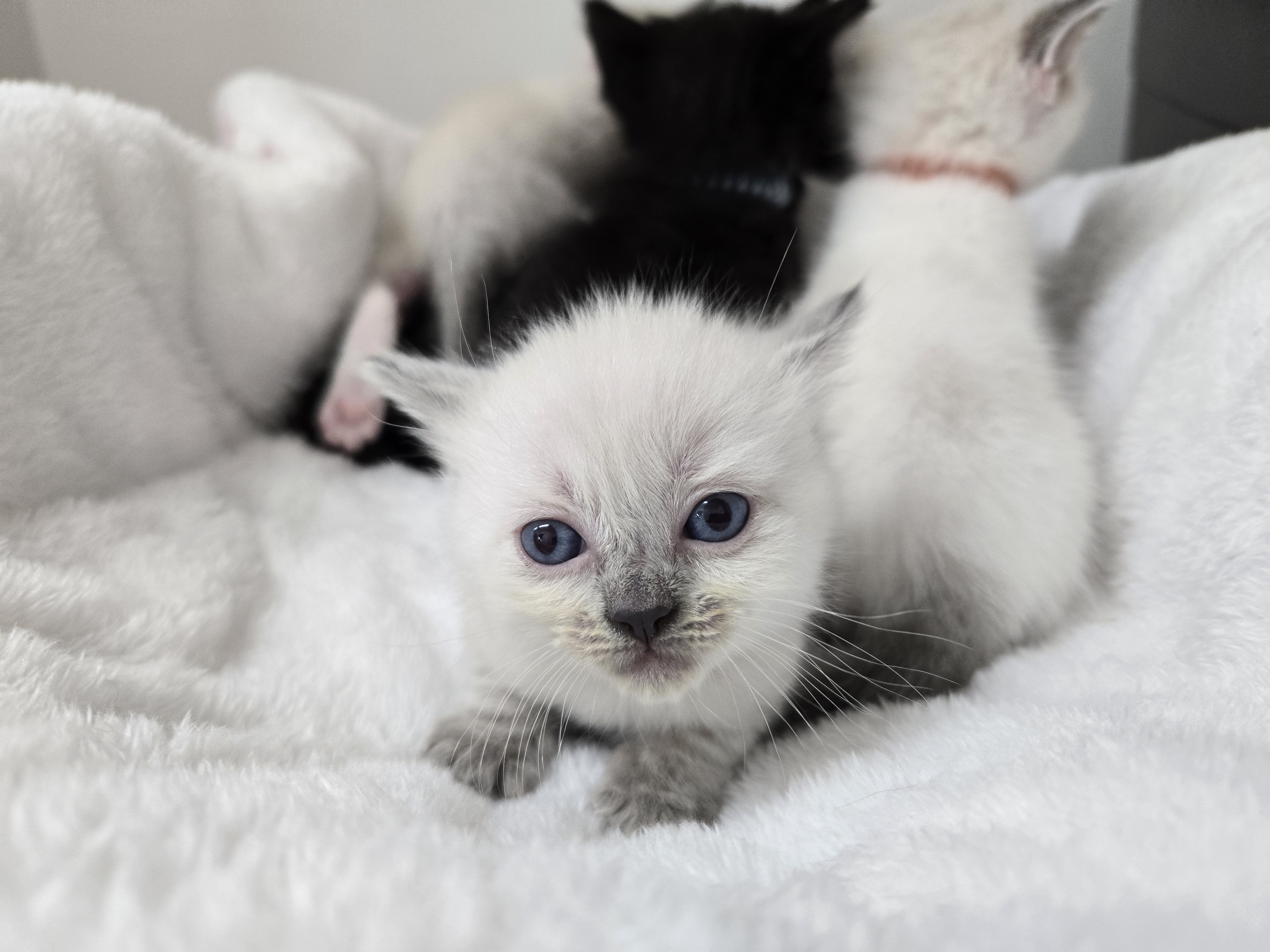 価格の安い☆MIX猫（父:ラグドール×母:マンチカン）生後30日に