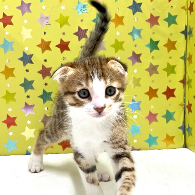 東京都のハーフ猫・ミックス猫 (かねだい足立店/2025年4月10日生まれ/男の子/ブラウンスポットタビー)の子猫