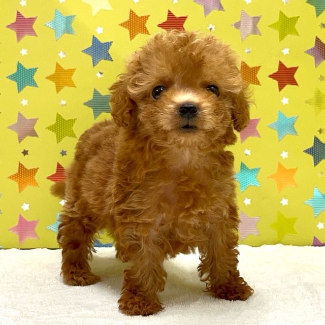 東京都のトイプードル(トイ) (かねだい足立店/2025年4月13日生まれ/男の子/レッド)の子犬