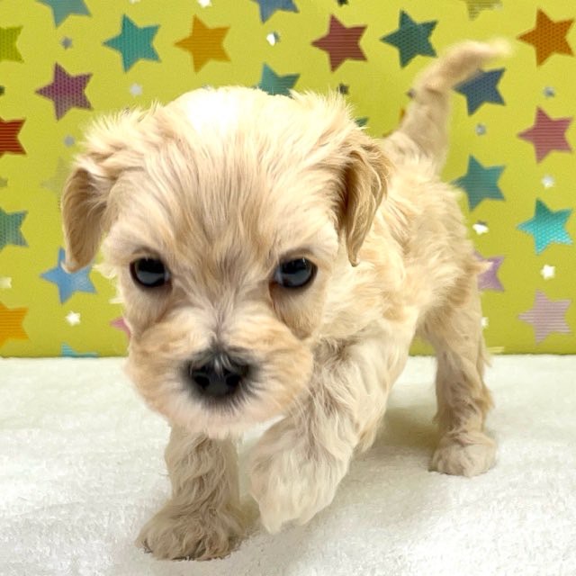東京都のハーフ犬・ミックス犬 (かねだい足立店/2025年4月10日生まれ/男の子/クリーム)の子犬
