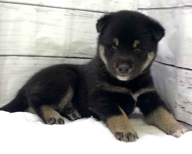千葉県の柴犬(標準サイズ) (かねだい千葉店/2025年4月11日生まれ/男の子/黒)の子犬