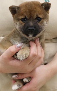 神奈川県の豆柴 (かねだい伊勢原店/2025年4月12日生まれ/女の子/赤)の子犬