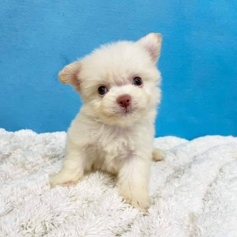千葉県のポメビション (かねだい四街道店/2025年4月5日生まれ/男の子/クリーム)の子犬の3枚目の画像