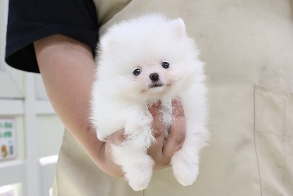埼玉県のポメラニアン (かねだい草加店/2025年3月30日生まれ/男の子/ホワイトクリーム)の子犬
