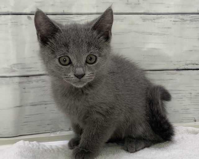 千葉県のシャルトリュー (かねだい千葉店/2025年4月11日生まれ/男の子/ブルー)の子猫