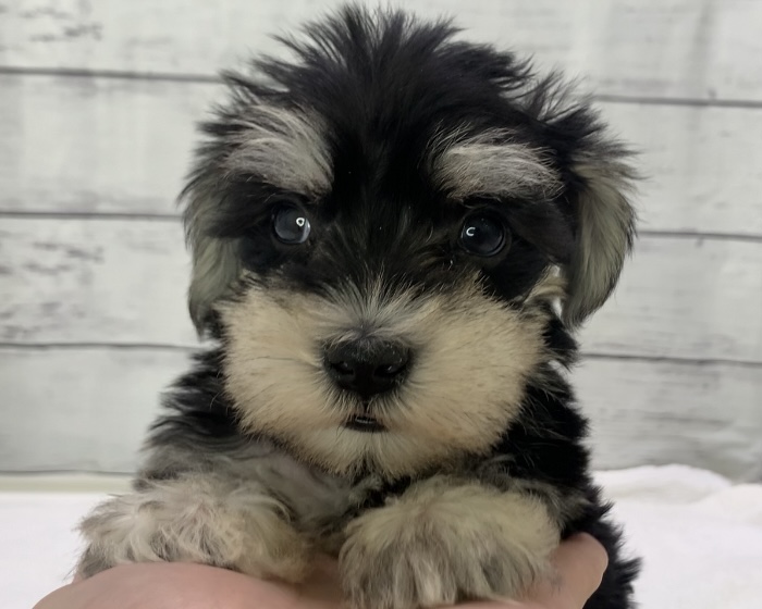 千葉県のハーフ犬・ミックス犬 (かねだい千葉店/2025年4月12日生まれ/男の子/ブラックシルバー)の子犬
